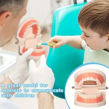 Nuanchu 4 Pcs Dental Teeth Model Standard Teeth Models Plastic Mouth Model Bulk Teaching Study Supplies for Teaching Dentist Dental Clean Display, 3.15 x 2.2 in