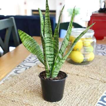 Live Snake Plant, Sansevieria Zeylanica, Indoor House Plant in Pot, Mother in Law Tongue Sansevieria...