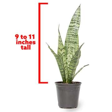 Live Snake Plant, Sansevieria Zeylanica, Indoor House Plant in Pot, Mother in Law Tongue Sansevieria Plant Live, Potted Succulent Plant, Fully Rooted Houseplant in Potting Soil by Plants for Pets