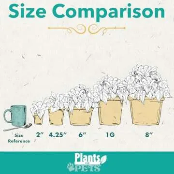 Live Snake Plant, Sansevieria Zeylanica, Indoor House Plant in Pot, Mother in Law Tongue Sansevieria Plant Live, Potted Succulent Plant, Fully Rooted Houseplant in Potting Soil by Plants for Pets