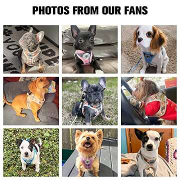 BEAUTYZOO Small Dog Harness and Leash for XS S Pets