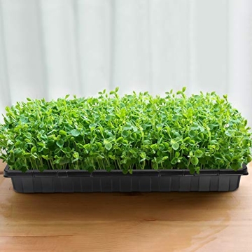 Morrowind Plant Grow Trays - Perfect for Seedlings & Hydroponics