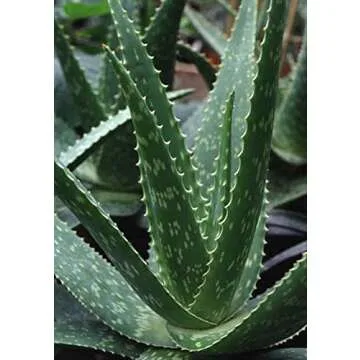 3 Pounds Organic Extra Large Aloe Vera Barbadensis Green Leaves