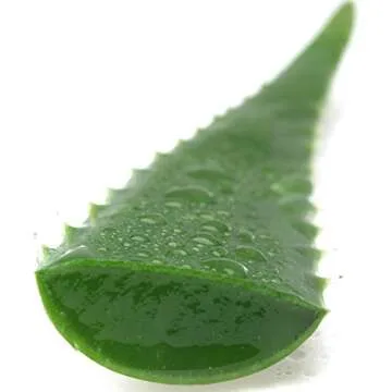 Organic Aloe Vera Leaves 3 Pounds for Skincare & Wellness