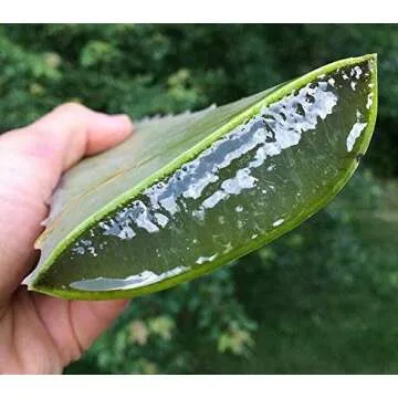 Organic Aloe Vera Leaves 3 Pounds for Skincare & Wellness