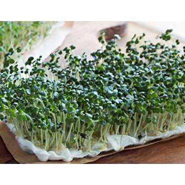 Broccoli Seeds for Sprouting Sprouts Microgreens (8 oz of Pure Seed. Country Creek LLC. Brand.