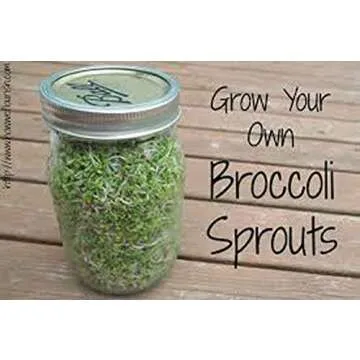 Broccoli Seeds for Sprouting Sprouts Microgreens (8 oz of Pure Seed. Country Creek LLC. Brand.