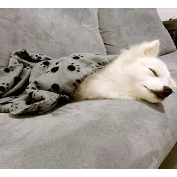 Comsmart Dog Blankets for Small Dogs, 6 Pack Puppy Blanket Cute Paw Print Pet Blanket for Dog, Puppy, Cat, Kitten, 24x28 inches