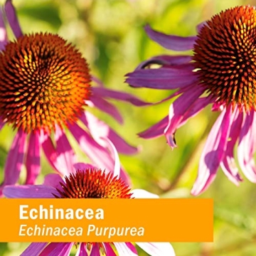 Herb Pharm Kids Organic Echinacea Glycerite - Immune Support