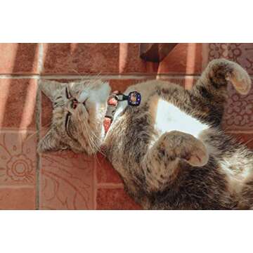 Besties "Nyan Cat" Customized Silicone Pet ID Name Tags for Collars - Silent and Jingle Free - Ships Fast from US- 18 Cute Funny Designs for Dogs and Cats - Personalized - Laser Engraved