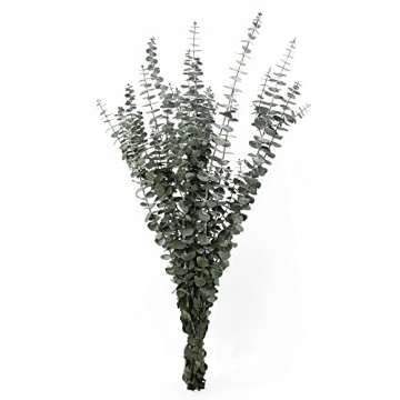 De La Terre Preserved Green Eucalyptus Large Bunch 1 LB