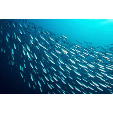 Season Sardines Wild Caught, No Salt Added, 22g Protein