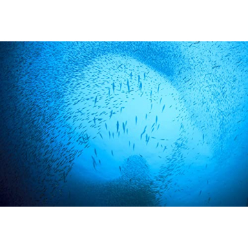 Season Sardines Wild Caught, No Salt Added, 22g Protein