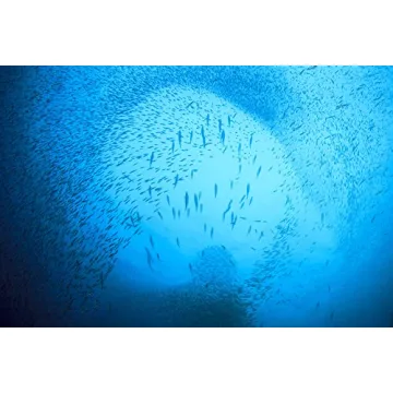 Season Sardines Wild Caught, No Salt Added, 22g Protein