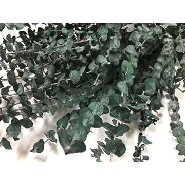 CalCastle Craft Natural Dried Preserved Eucalyptus Branches Large 30" Tall Bulk 1 LB / 8 OZ (Frosted Green - 8 oz)