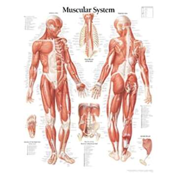 Muscular System Male chart: Wall Chart
