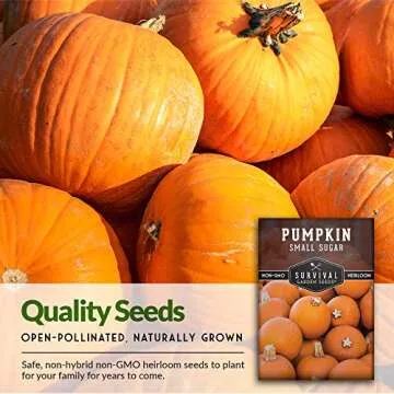 Small Sugar Pumpkin Seeds for Easy Home Gardening