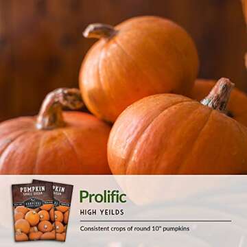 Small Sugar Pumpkin Seeds for Easy Home Gardening