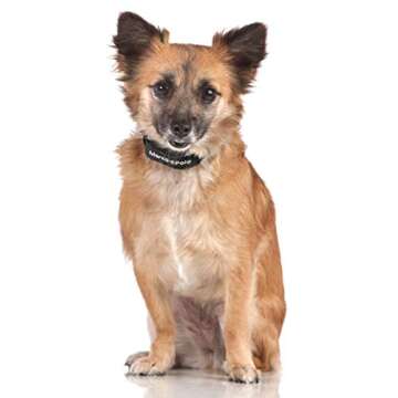 Marco Polo Advanced Pet Monitoring & Tracking System for Pets