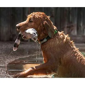 Marco Polo Advanced Pet Monitoring & Tracking System for Pets