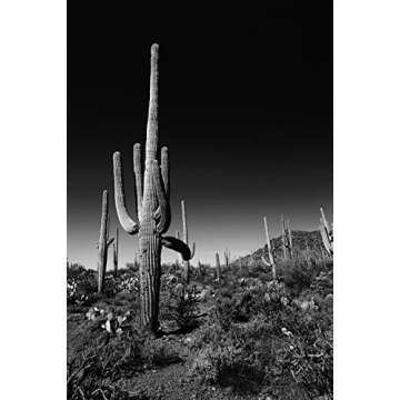 Landscape Photography, Arizona, Desert Landscape, Cactus, Saguaro, Fine Art Photography, Black and W...