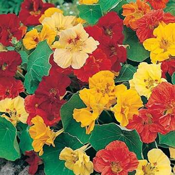 Dwarf Jewel Mix Nasturtium Flower, Pack of 500 Seeds by Seeds2Go