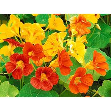 Dwarf Jewel Mix Nasturtium Flower, Pack of 500 Seeds by Seeds2Go