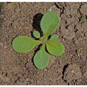 Dwarf Jewel Mix Nasturtium Flower, Pack of 500 Seeds by Seeds2Go