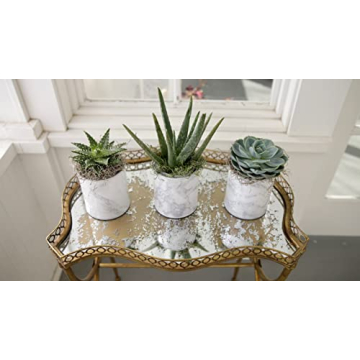 Espoma Organic Cactus Potting Soil Mix for Thriving Plants