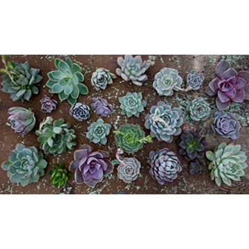 Espoma Organic Cactus Potting Soil Mix for Thriving Plants