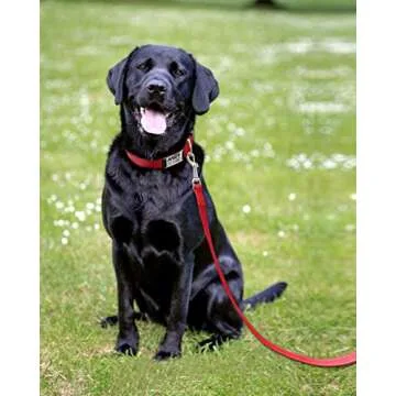 FunTags Reflective Dog Leash with Padded Handle