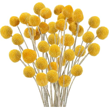 HUAESIN 30Pcs Natural Dried Craspedia Flowers Decor