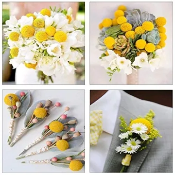 HUAESIN 30Pcs Natural Dried Craspedia Flowers Decor