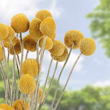 HUAESIN 30Pcs Natural Dried Craspedia Flowers Decor