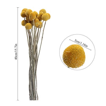 HUAESIN 30Pcs Natural Dried Craspedia Flowers Decor