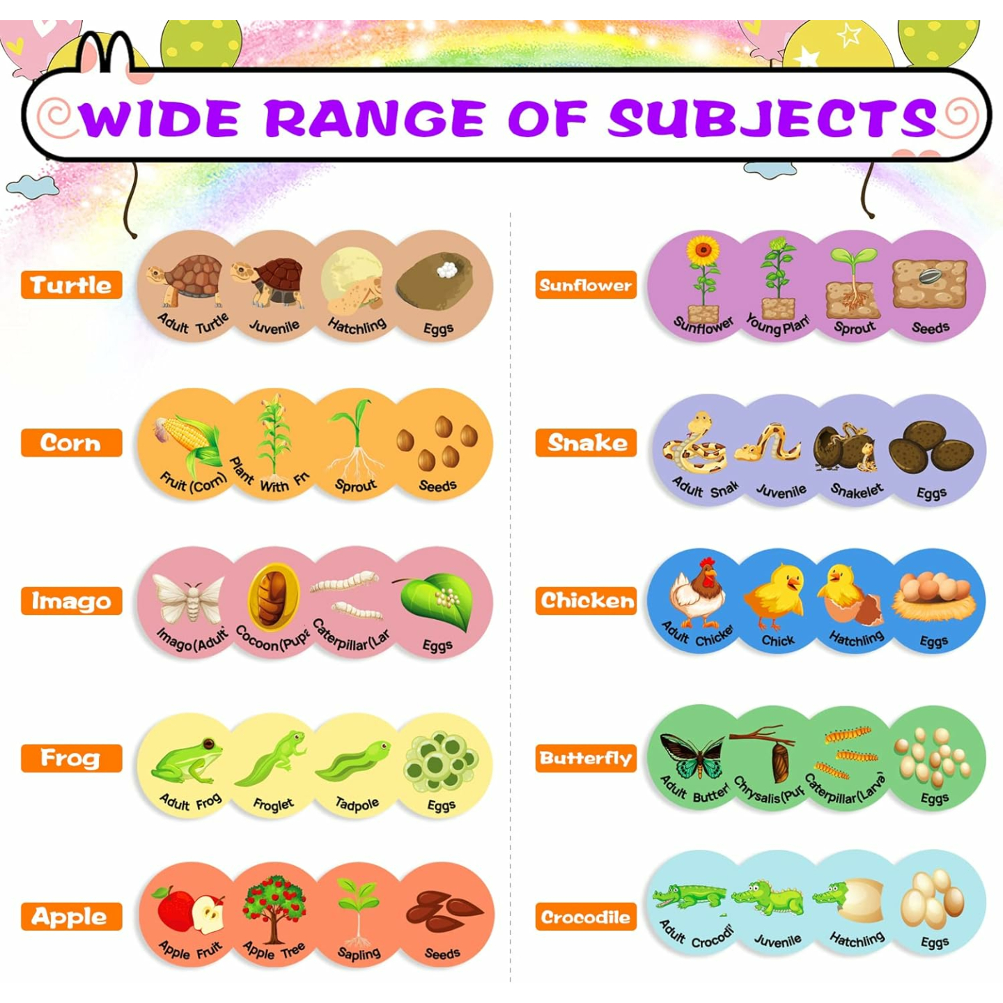 Montessori Life Cycle Toys for Preschool Kids