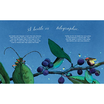 Explore Nature with A Beetle Is Shy by Sylvia Long