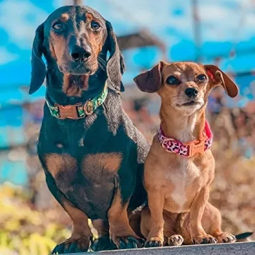 Stylish PETDURO Personalized Dog Collar for Dogs