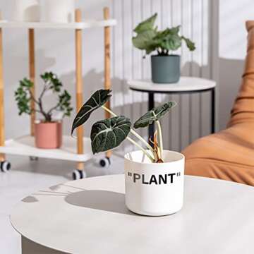 TwoDays Off-White Inspired Sneaker Planter, Hypebeast Room Decor, Small 5 Inch Cylinder White Plastic Indoor Plant Pot with Built in Drainage Hole, Mini Flower Pot, Sneakerhead Gift.