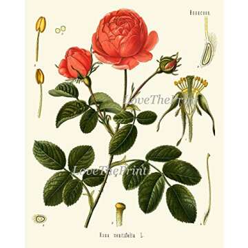 Beautiful Botanical Flower Wall Art Set for Home Decor