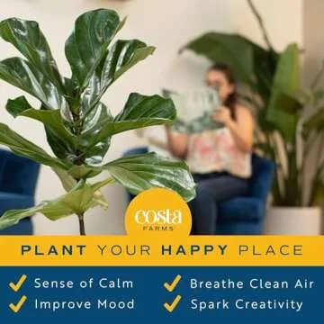 Costa Farms Fiddle Leaf Fig, Live Indoor Ficus Lyrata Floor Plant, Tropical Houseplant Potted in Nursery Planter, Housewarming, Birthday, Office and Living Room Decor, 2-3 Feet Tall