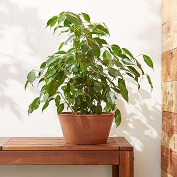 PSW Pot TD25TC Collection Shallow Bulb Pan Planter for Succulents, Bonsai, Fairy Gardens, Herbs, 10-inch, Terra Cotta Color