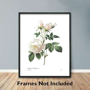 Redoute Rose Art, French Botanical Print - Vintage Floral Decor, Bengal Tea Rose, White Flower Wall ...