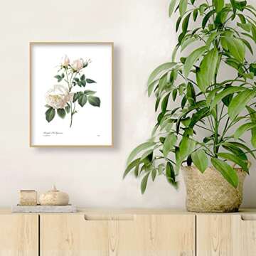 Redoute Rose Art, French Botanical Print - Vintage Floral Decor, Bengal Tea Rose, White Flower Wall Art - Unframed