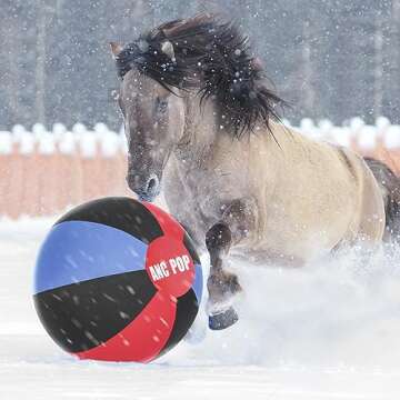 ANC POP Herding Ball for Dogs & Horses - 25 Inch Kit