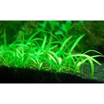 8 x Dwarf Sagittaria Subulata - Easy Live Aquarium Plants Java Moss Fern