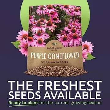 Purple Coneflower Seeds – Extra Large Packet with 3,000+ Non-GMO Wildflower Seeds – Echinacea pu...