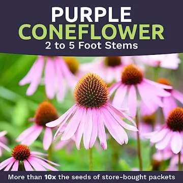 Purple Coneflower Seeds Over 3,000 Non-GMO Wildflower Seeds