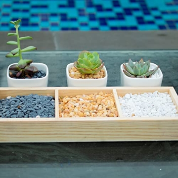 Anothera Succulent Bonsai Rocks for DIY Gardens and Aquariums