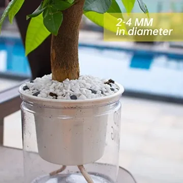 Anothera Succulent Bonsai Rocks for DIY Gardens and Aquariums